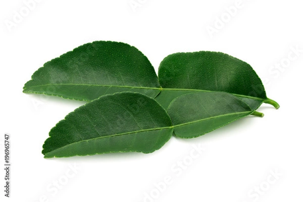 Fototapeta bergamot leaf isolated on a white background.