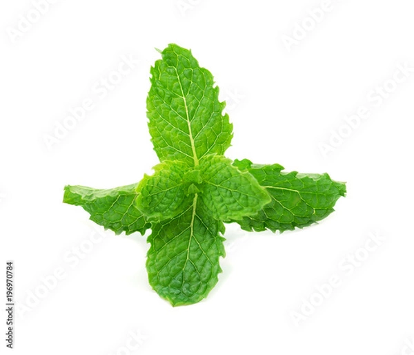 Fototapeta mint leaf isolated on a white background.