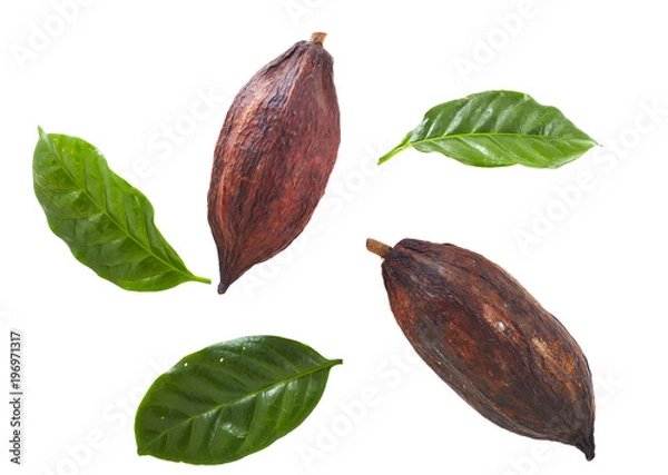 Fototapeta cocoa pods with Cocoa leaf
