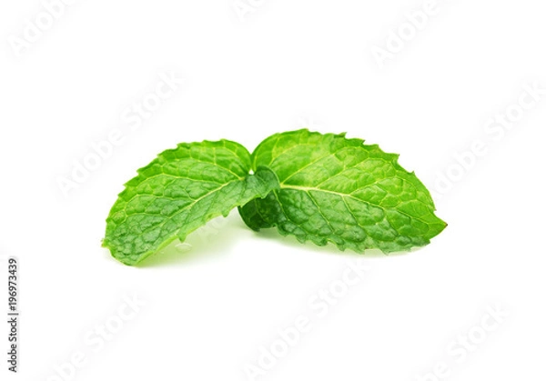 Fototapeta mint leaf isolated on a white background.