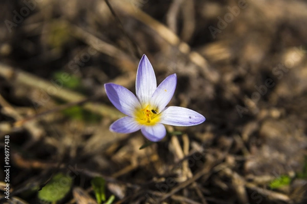 Obraz Crocus with insects