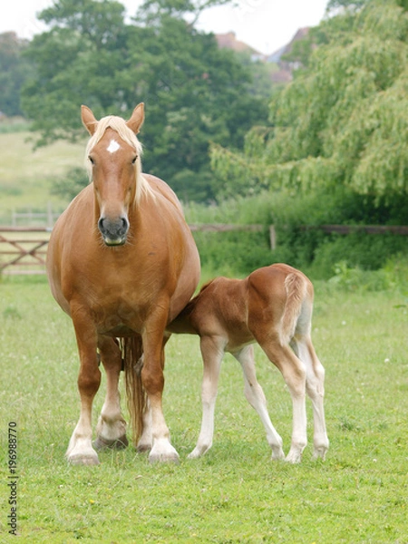 Obraz Mare and Foal