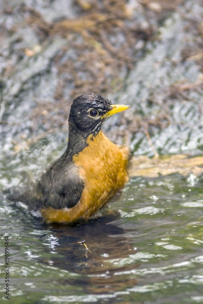 Fototapeta American robin (Turdus migratorius)