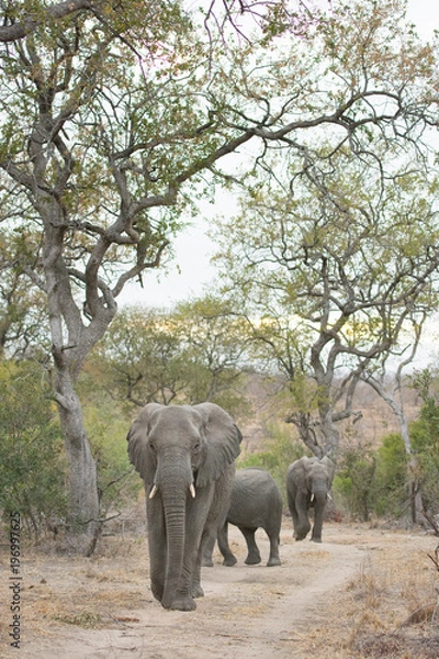 Fototapeta A vertical, full length, colour image of three elephants, Loxodonta africana, walking down a road in the Greater Kruger Transfrontier Park, South Africa.