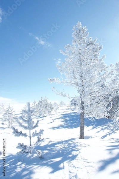 Fototapeta Blanches Cevennes