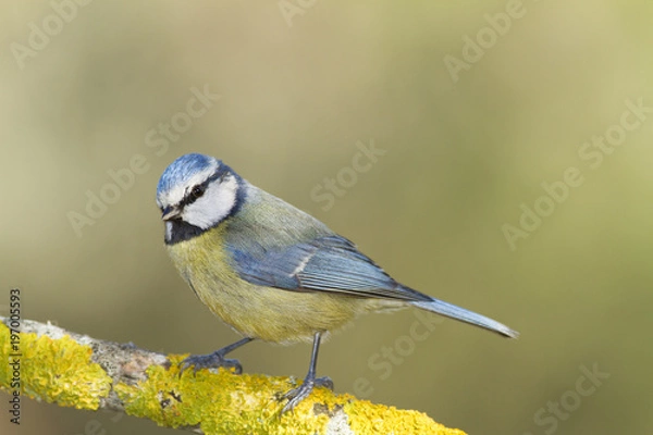 Obraz blue tit