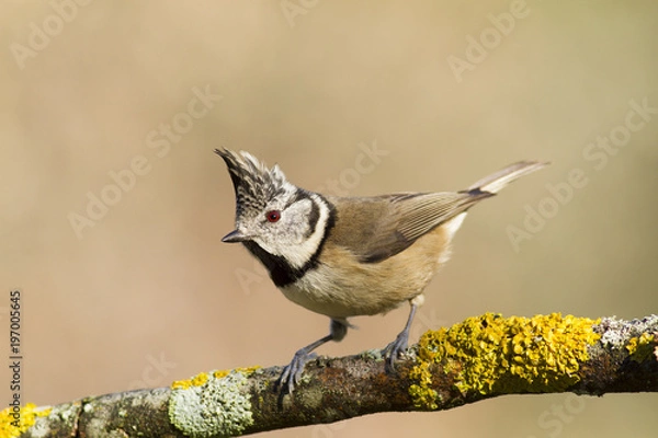 Fototapeta crested tit