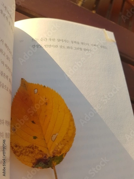 Obraz 책속에 노란 낙엽