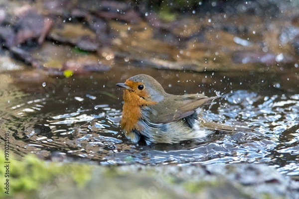 Fototapeta European robin (Erithacus rubecula) taking bath in puddle, profile. Bird washing with striking orange breast, in Bath Botanical Gardens