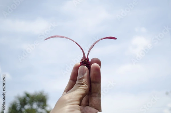Obraz hand holding a Dipterocarpaceae seed with sky background