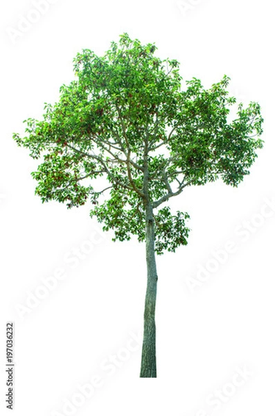 Obraz tree isolated cut out on white background with clipping path
