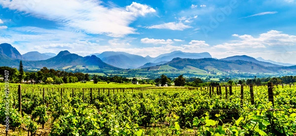 Obraz Vineyards of the Cape Winelands in the Franschhoek Valley in the Western Cape of South Africa, amidst the surrounding Drakenstein mountains