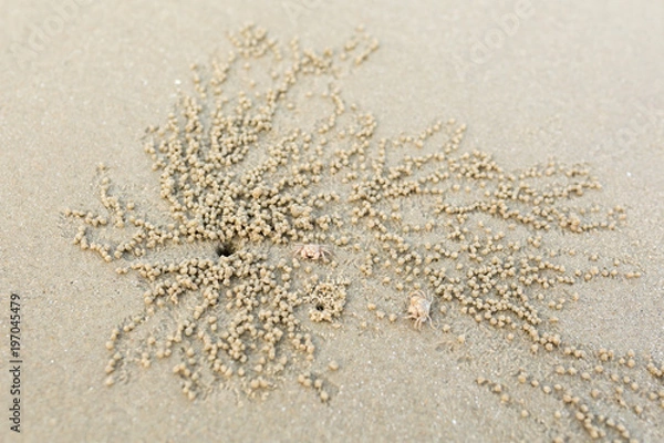 Obraz Kraby-duchy kopią piaskowe kule