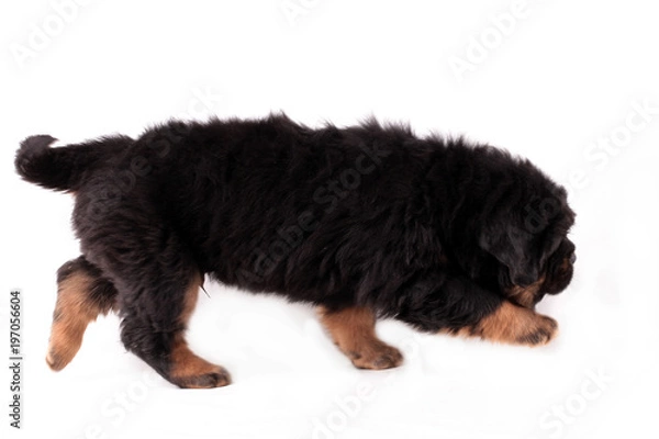 Obraz щенок тибетского мастифа крадется