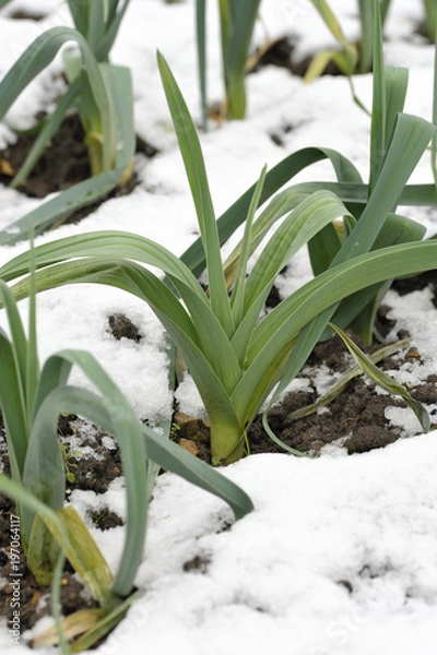 Fototapeta Leeks