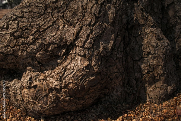 Fototapeta TREE texture background