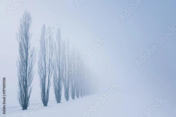 Fototapeta Poplar trees