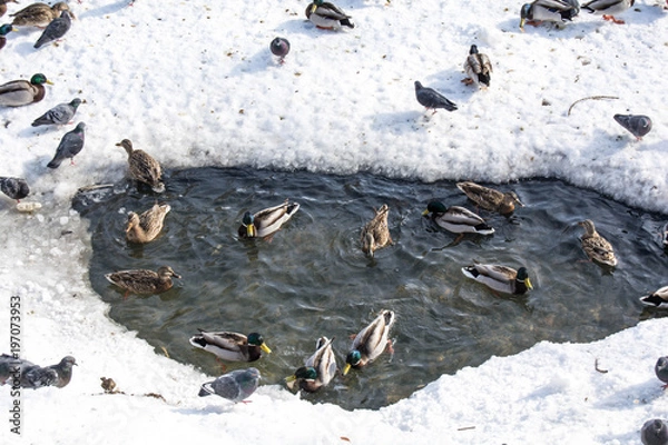 Obraz ducks in winter