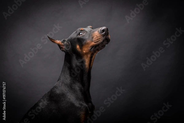 Obraz Doberman Pinscher