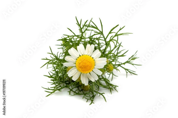 Fototapeta Chamomiles, matricaria flower isolated closeup.