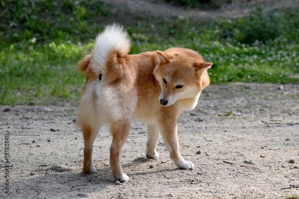 Obraz 柴犬・気になる