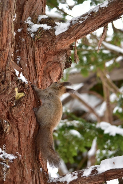 Obraz 木登りする冬のエゾリス