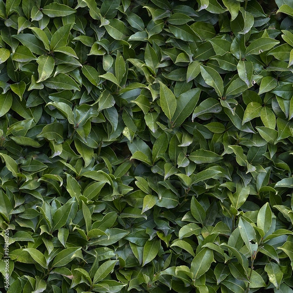 Obraz seamless texture, Bay leaf