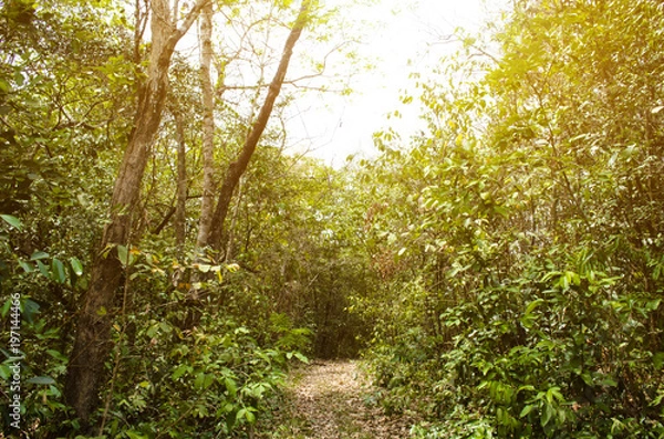 Obraz way in the forest and soft light