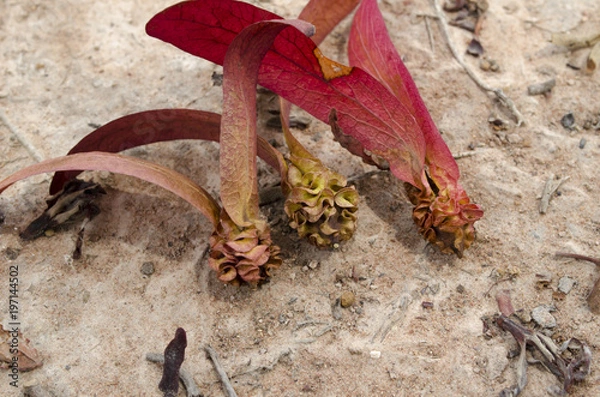 Fototapeta tree seed drop on the soil floor common name  Dipterocarpaceae