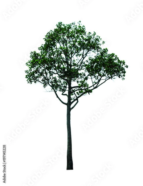 Fototapeta tree isolated cut out on white background with clipping path