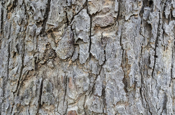 Fototapeta texture from tree wood / copy space