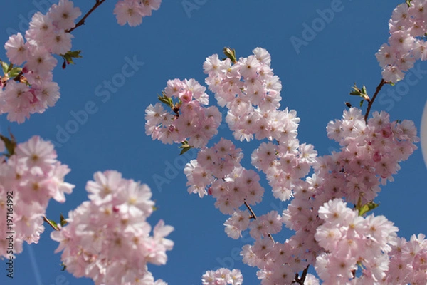 Obraz cloudless spring day