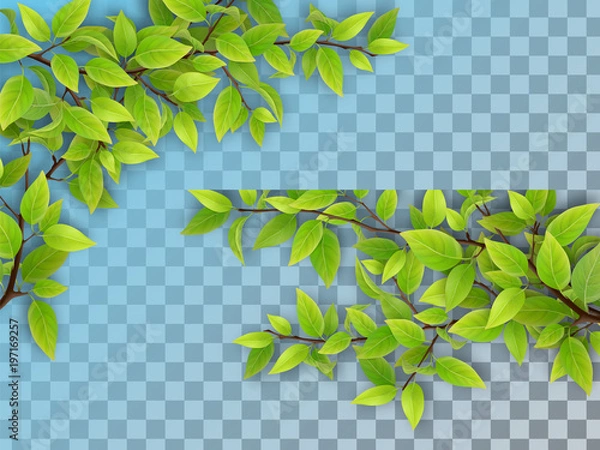 Fototapeta Set of realistic vector tree branches with green leaves. Element of natural design. Isolated on a transparent background.