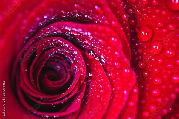 Obraz Beautiful delicate red rose flower petal with dew rain drops macro view. Passion concept.