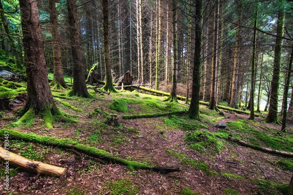 Obraz The pine scottish forest