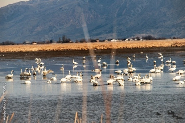 Obraz Tundra Swan