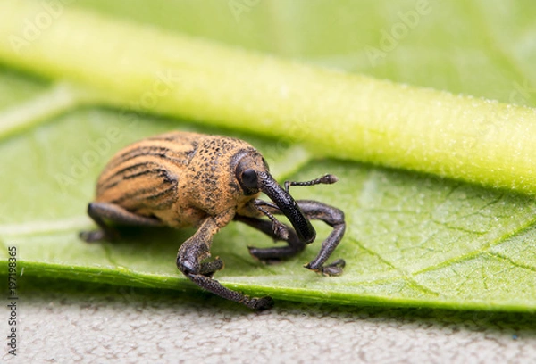 Obraz Weevil
