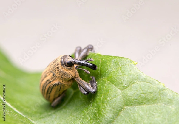 Obraz Weevil