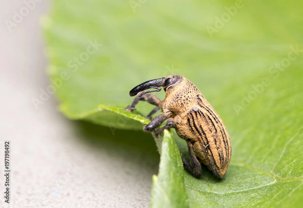 Obraz Weevil