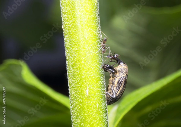 Obraz Weevil