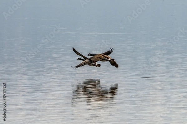 Obraz Canada Geese