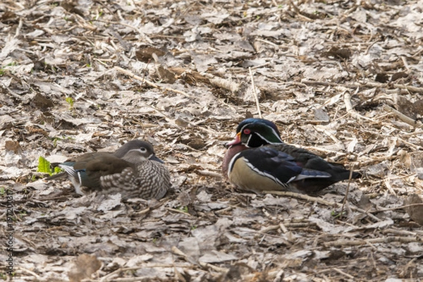 Obraz Wood Duck