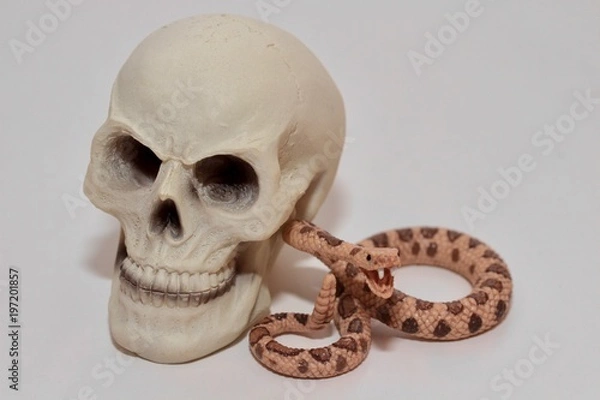 Obraz serpente a sonagli e teschio umano