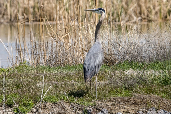 Obraz Blue Heron