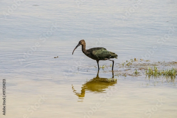 Obraz Ibis moving in the shallows