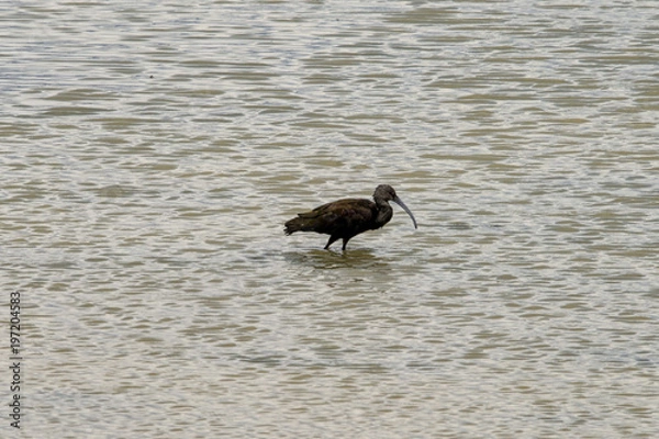 Obraz Ibis moving in the shallows