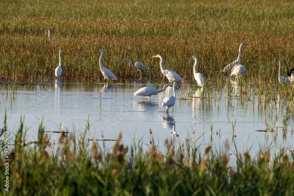 Obraz Snowy Egret