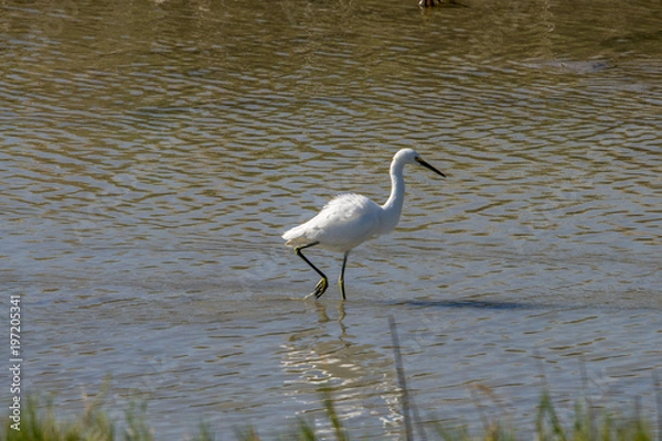 Obraz Snowy Egret