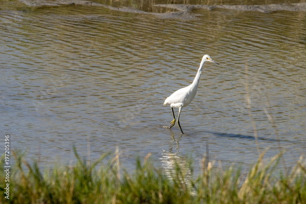 Obraz Snowy Egret