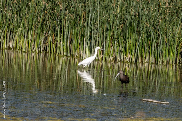 Obraz Snowy Egret